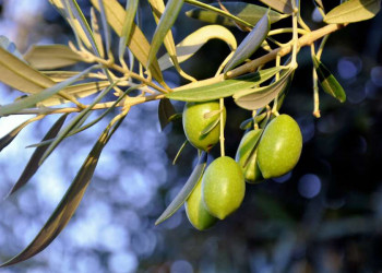 Ständiger Begleiter in Griechenland: Olivenbäume