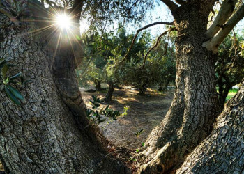 Ständiger Begleiter auf Kreta: Olivenbäume