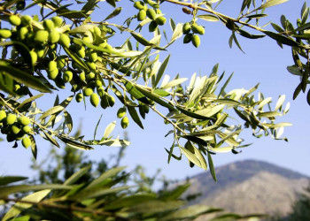 Ständige Begleiter in Griechenland: die Olivenhaine