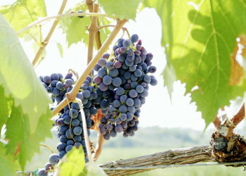 In der Toskana wachsen wundervolle Weinreben.