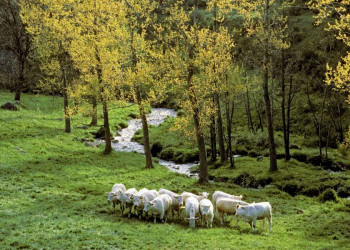 Weiße Rinder in der Auvergne: Idylle pur!