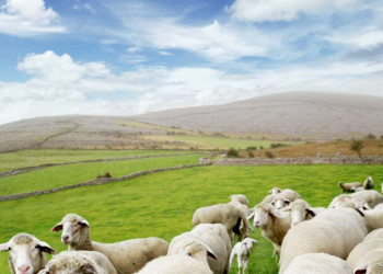 Irische Schafe sind sehr fotogene Models