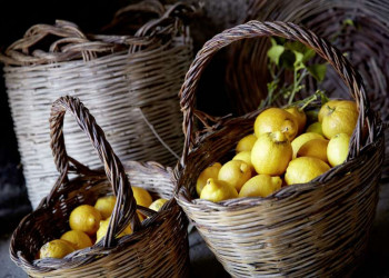 Frische Zitronen von den Äolischen Inseln