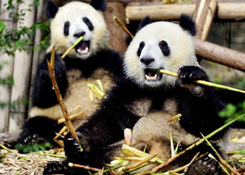 Chengdu: Auge in Auge mit Pandas