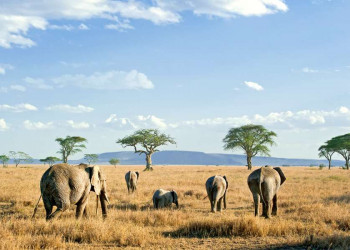In der Weite der Serengeti