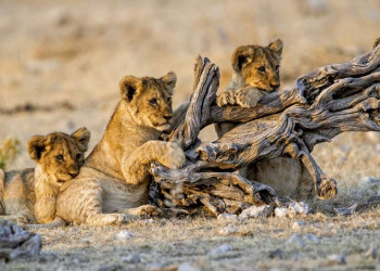 Junge Löwen im Etoscha-Nationalpark in Namibia