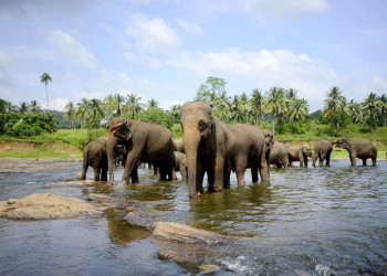Elefanten, Fluss, Sri Lanka