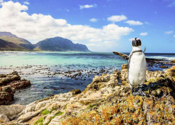 Pinguine am Kap der Guten Hoffnung