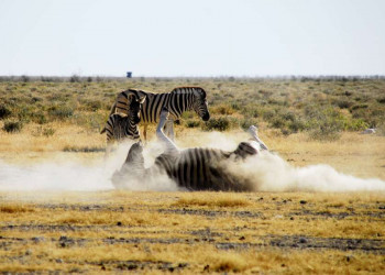 Zebra beim Sandbad im Etoschapark in Namibia