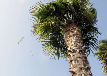 Im milden Klima Kroatiens wachsen sogar Palmen.