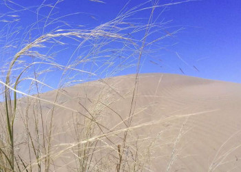 Trockenes Gras in der Wüste Kyzylkum, Usbekistan