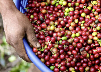 Kaffeebohnen aus Costa Rica, der vielleicht beste Kaffee der Welt