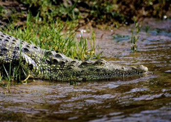Ein Krokodil am Chobe-Fluss