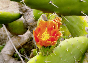 Die Kaktusfeigen auf La Palma zeigen ihre Stacheln, aber auch ihre wunderschönen Blüten.