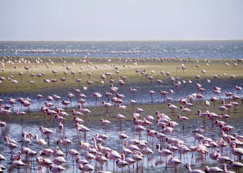 Flamingos an Namibias Atlantikküste