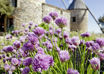 Blumenpracht vor einer Windmühle im Languedoc