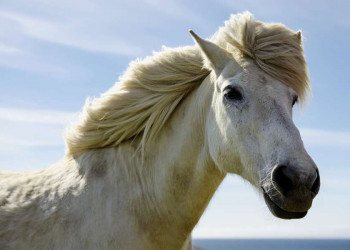 Weißes Island-Pony in Nahaufnahme