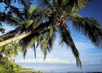 Palmenstrand wie aus dem Bilderbuch am Karibischen Meer