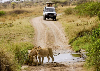 Löwenfamilie in der Serengeti