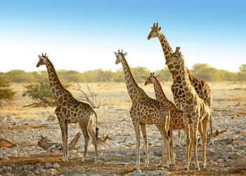 Giraffen im Etoscha-Nationalpark
