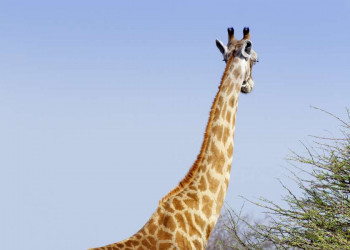 Giraffenmutter mit ihrem Jungen im Etoschapark