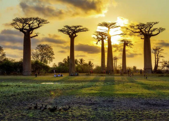 Die Allee der Baobabs in Madagaskar