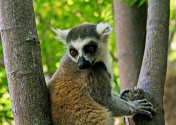 Madagaskar - die Insel der Lemuren