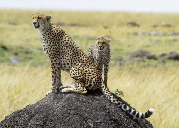 Geparden im Massai-Mara-Nationalpark in Kenia