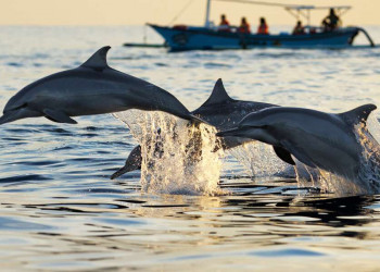 Glücksgefühle vor Setúbal: bei der behutsamen Delfinbeobachtung
