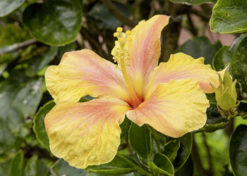 Blühender Hibiskus auf den Azoren