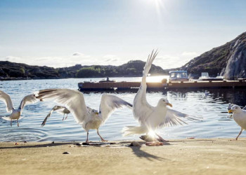 Sommer, Sonne und Wasser - so lieben es die Menschen in Norwegen