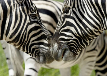 Auge in Auge mit Zebras im Etoscha-Nationalpark