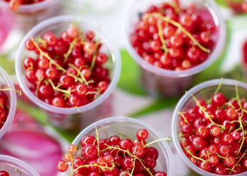 Johannisbeeren, geerntet in Usbekistan
