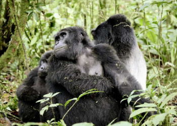 Herz berührend - frei lebende Gorillas im Bwindi-Nationalpark
