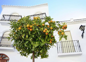 Der Duft der Orangenbäume begleitet uns durch Andalusien.