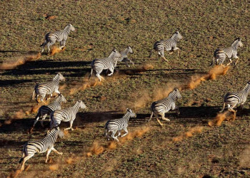 Zebras in den Weiten Namibias