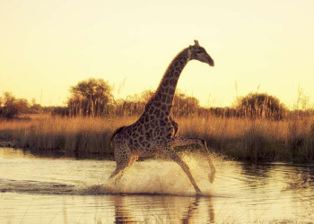 Giraffe am Okavango