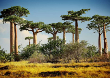 Baobab-Bäume auf der Insel Madagaskar