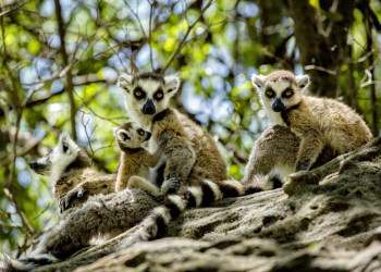 Lemuren im Isalo-Nationalpark