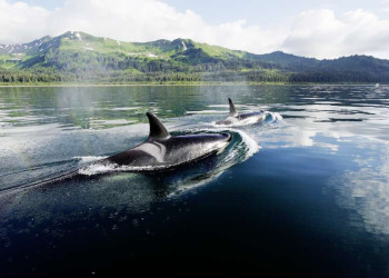 Orcas im Prince William Sound