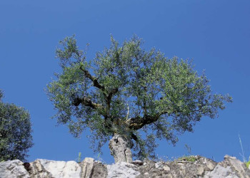 Blickfang: ein Olivenbaum vor dem blauen griechischen Himmel