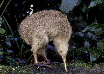 Ein Kiwi-Vogel in Neuseeland