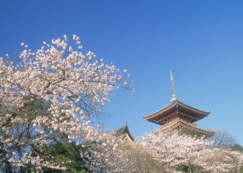 Eine besonders schöne Reisezeit: zur Kirschblüte in Japan