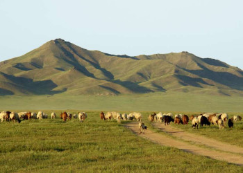 Tierparadies Mongolei