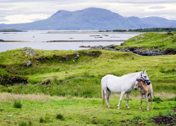 Pferde in Connemara, Irland