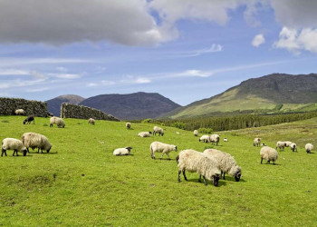Schafe auf der Weide in Connemara
