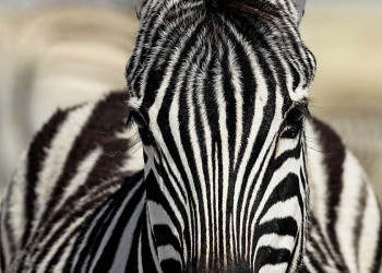 Zebra im Etoschapark in Namibia