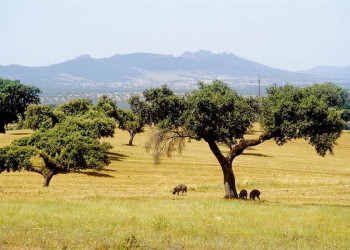 Eichenhaine in der Extremadura, Spanien