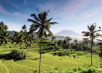 Reisterrassen auf der Götterinsel Bali