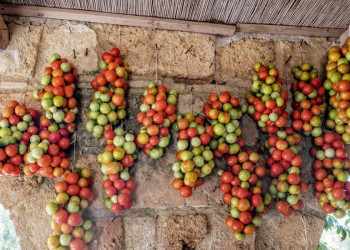 Tomaten in Apulien in allen Farbschattierungen